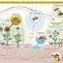 Les différentes voies d'exposition des abeilles et pollinisateurs aux (...)